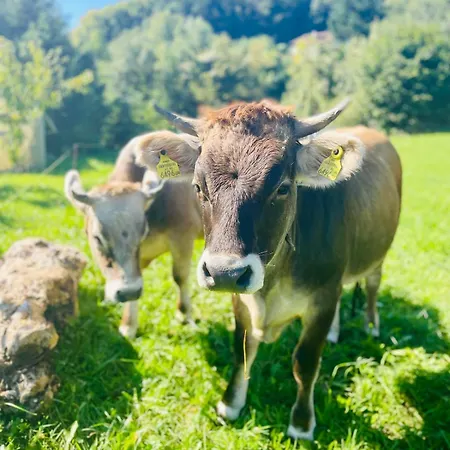 Naturhof Roithbauer In Unterach Am Attersee